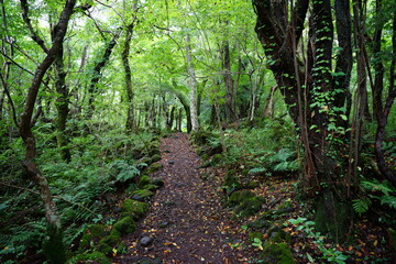mossy rocks and trees in old forest