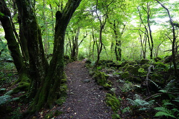 mossy rocks and trees in old forest