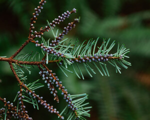Small purple seeds on a pine branch