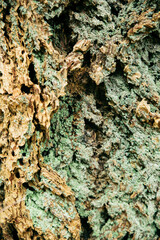 Green lichen on rough bark texture