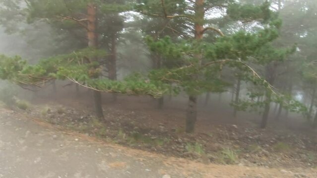 Man walking up a misty dirth path and looking into the pine forest on the right.