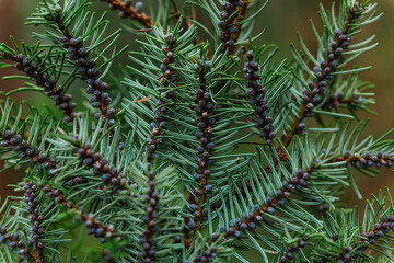 Small purple seeds on a pine branch