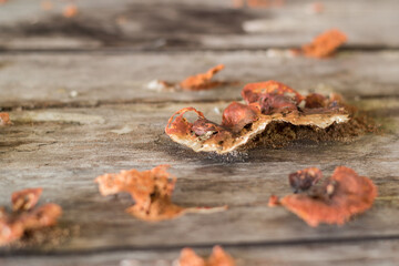 Mushrooms growing on the tree stump in the spring