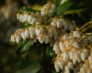 Close up of Pieris Japonica flowers