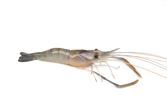 Fresh shrimp isolate on white background.Giant freshwater prawn.