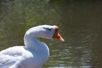 池をぼんやり見つめるガチョウ