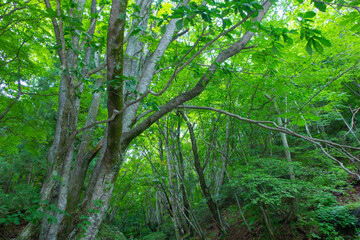 Fototapeta na wymiar 色鮮やかな緑の夏の森