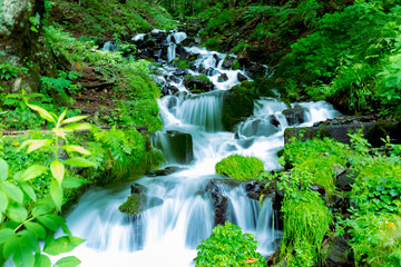 Naklejka premium 石の間を幾筋もの流れが落ちていく強清水の滝