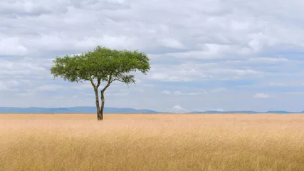 Foto op Canvas savanna grassland ecology with lone tree at Masai Mara National Reserve Kenya © Mongkolchon