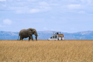 Lone African elephant walking in savanna grassland with tourist car stop by watching at Masai Mara...
