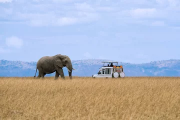 Fototapeten Lone African elephant walking in savanna grassland with tourist car stop by watching at Masai Mara National Reserve Kenya © Mongkolchon