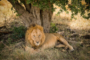 lion resting under tree shade at Masai Mara National Reserve Kenya