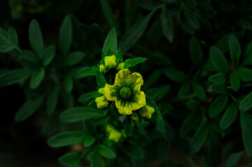 Flor de ruda, 
