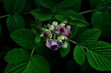 Flor de mora silvestre encontrada en el bosque.