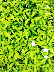 green leaves background