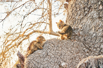 Kitten siblings on the tree, Izumir