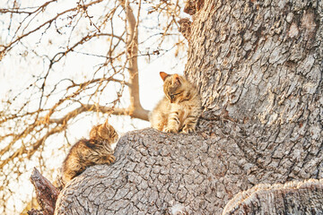 Kitten siblings on the tree, Izumir