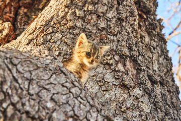 Kitty on tree, Izumir