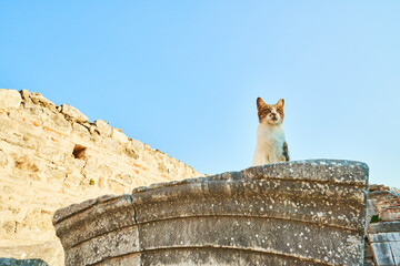 Sitting cat on Roman ruins, Turkey