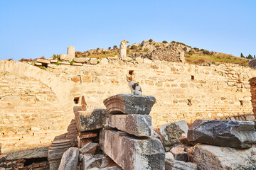 Sitting cat on Roman ruins, Turkey