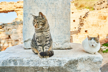 Sitting cat on Roman ruins, Turkey