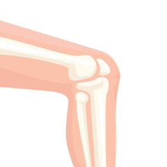 Human knee joint side view illustration