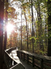 boardwalk through the autumn woods