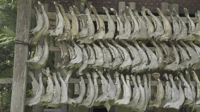 Tongkonan Traditional Ancestral House in Toraja, South Sulawesi, Indonesia - Buffalo Skulls Bones Horns in Row on Facade