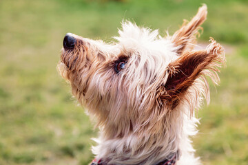 yorkshire terrier on the grass