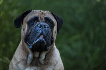 2022-08-03 A BULLMASTIFF CLOSE UP HEAD SHOT WITH BRIGHT EYES AND A BLURRY GREEN BACKGROUND IN ISSAQUAH WASHINGTON