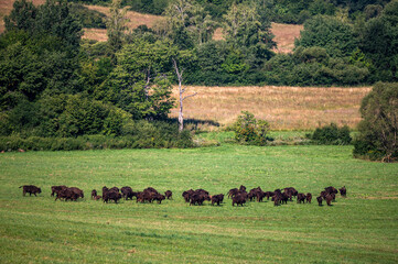European Bison (Bison bonasus) herd in a meadow. The Bieszczady Mountains, Carpathians, Poland.