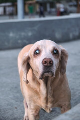 blind mongrel dog with cataract eye disease.