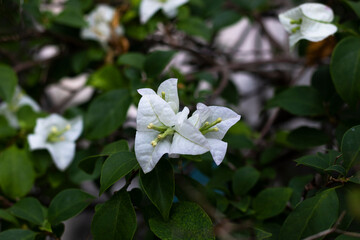 white bougainvillea flower background That is blooming.