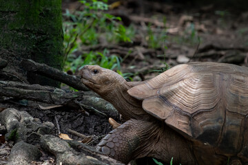 Obraz premium Tortuga