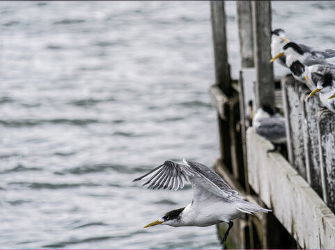 Tern Diving