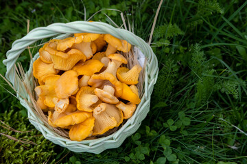 Edible orange chanterelle mushrooms in a wicker basket in nature in the forest close-up. Picking mushrooms on a sunny summer day.