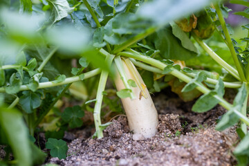 Radish in the farmland garden © leungchopan