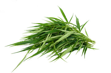 Fresh cannabis leaves isolated on white background.
