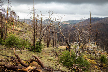 tree in the mountains after the fire
