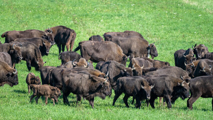 European Bison (Bison bonasus) herd in a meadow. The Bieszczady Mountains, Carpathians, Poland.