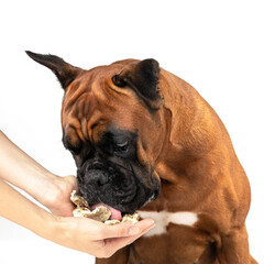 a dog takes a treat from a woman's hands, close-up on a white background