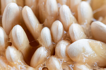 Melon or pumpkin seeds macro. Juicy pulp and rows of grains. Selective focus.