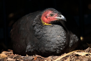 Brush Turkey