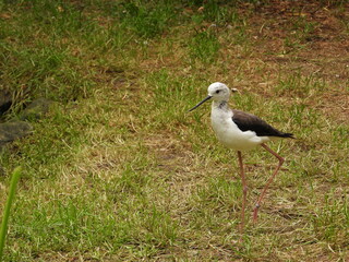  Black-winged Stilt / Himantopus himantopus with a ring on its leg