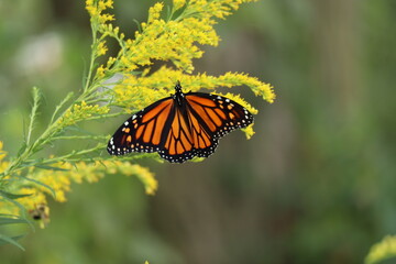 monarch butterfly on goldenrod