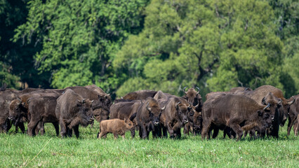 Naklejka na ściany i meble European Bison (Bison bonasus) herd in a meadow. The Bieszczady Mountains, Carpathians, Poland.