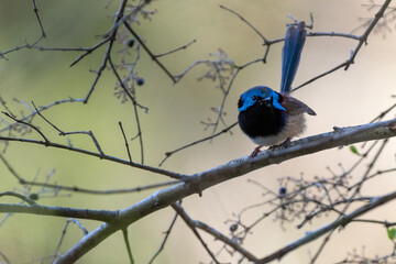 Male variegated fairywren perched on a branch, Sydney, Australia