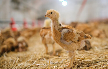 portrait of Chicken poultry on straw bedding in farm production lookin on camera