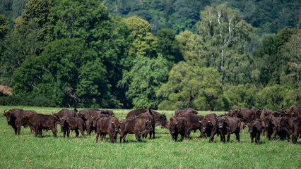 European Bison (Bison bonasus) herd in a meadow. The Bieszczady Mountains, Carpathians, Poland.