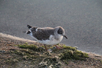 seagull on the beach